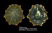 Patella tenuis